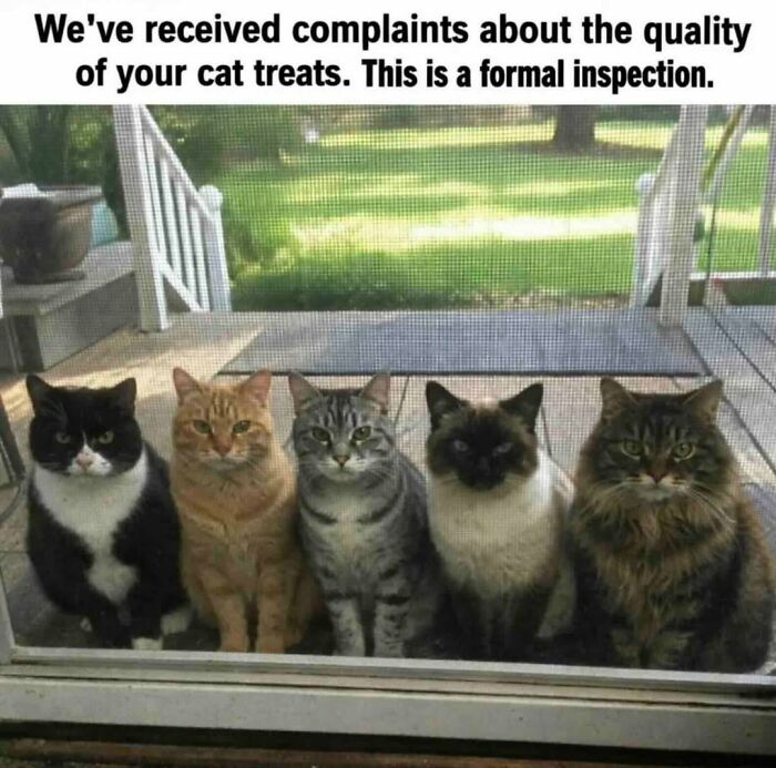 70 Funny Cat Memes Shared By This Page To Send Your Furry Friend And Lift Your Spirits