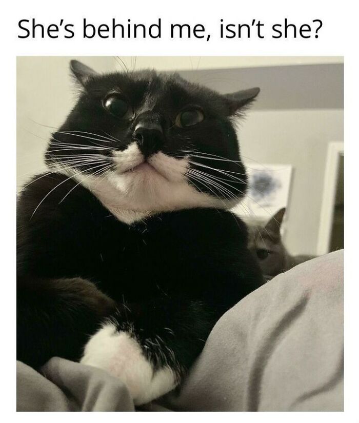 70 Funny Cat Memes Shared By This Page To Send Your Furry Friend And Lift Your Spirits