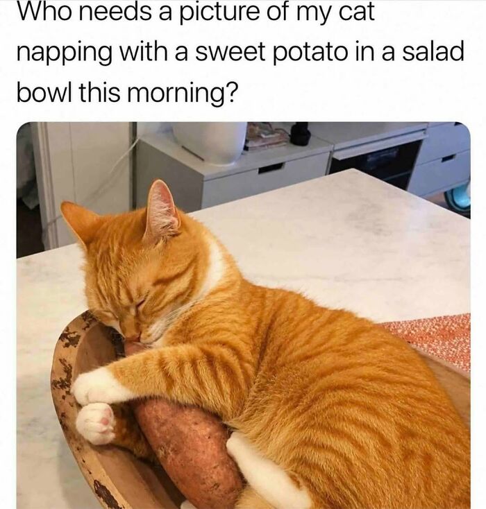 70 Funny Cat Memes Shared By This Page To Send Your Furry Friend And Lift Your Spirits