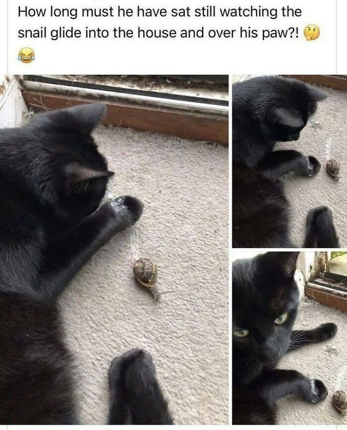 70 Funny Cat Memes Shared By This Page To Send Your Furry Friend And Lift Your Spirits