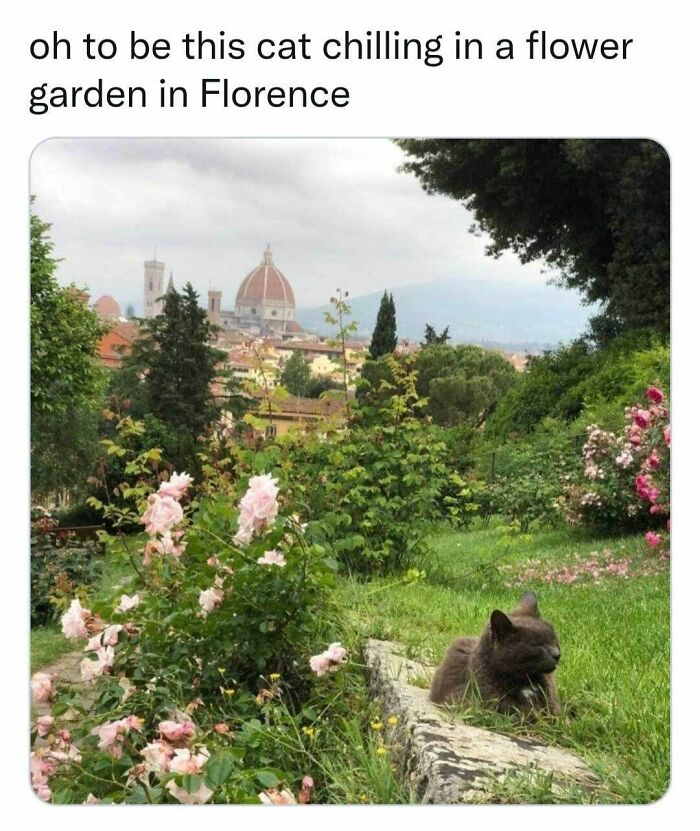 70 Funny Cat Memes Shared By This Page To Send Your Furry Friend And Lift Your Spirits