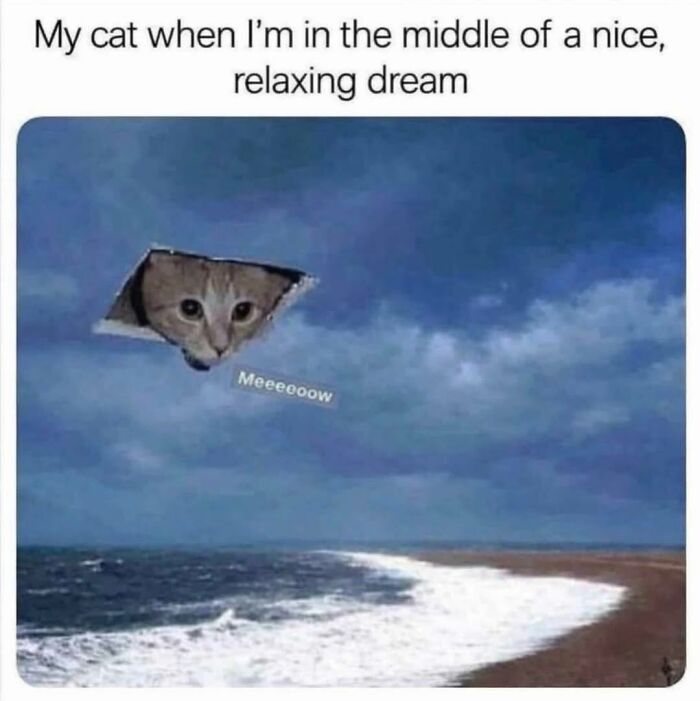 70 Funny Cat Memes Shared By This Page To Send Your Furry Friend And Lift Your Spirits