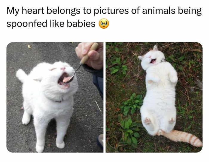 70 Funny Cat Memes Shared By This Page To Send Your Furry Friend And Lift Your Spirits