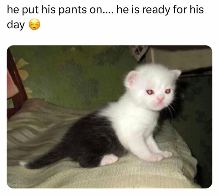 70 Funny Cat Memes Shared By This Page To Send Your Furry Friend And Lift Your Spirits