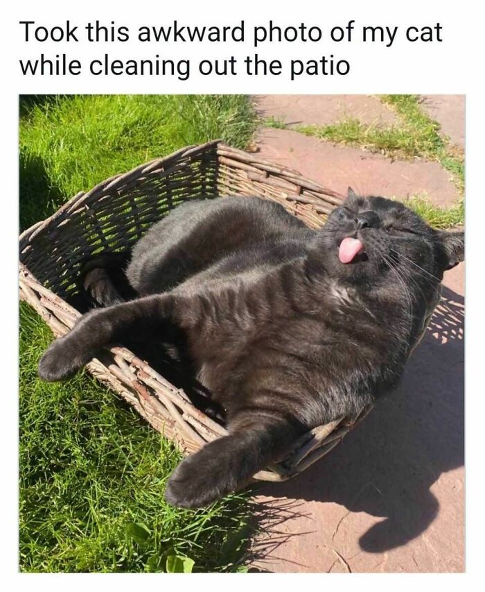 70 Funny Cat Memes Shared By This Page To Send Your Furry Friend And Lift Your Spirits