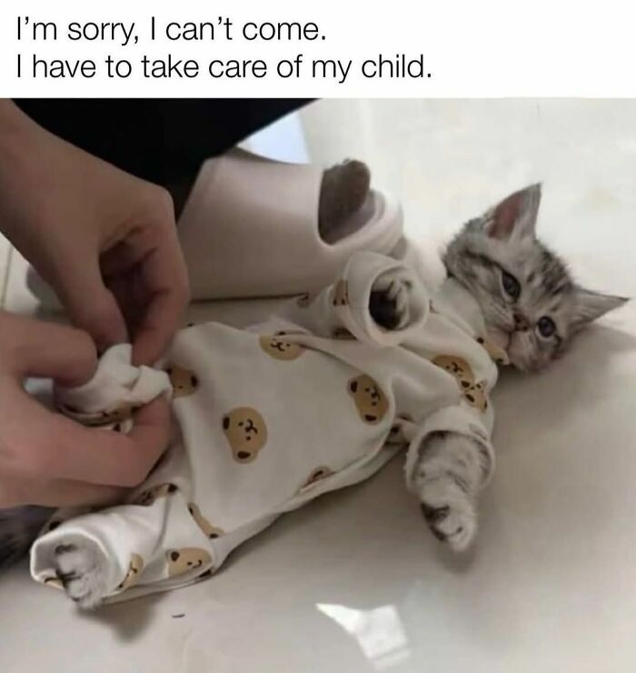 70 Funny Cat Memes Shared By This Page To Send Your Furry Friend And Lift Your Spirits
