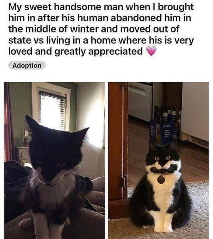 70 Funny Cat Memes Shared By This Page To Send Your Furry Friend And Lift Your Spirits