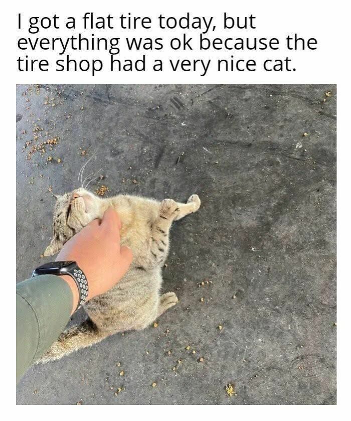 70 Funny Cat Memes Shared By This Page To Send Your Furry Friend And Lift Your Spirits