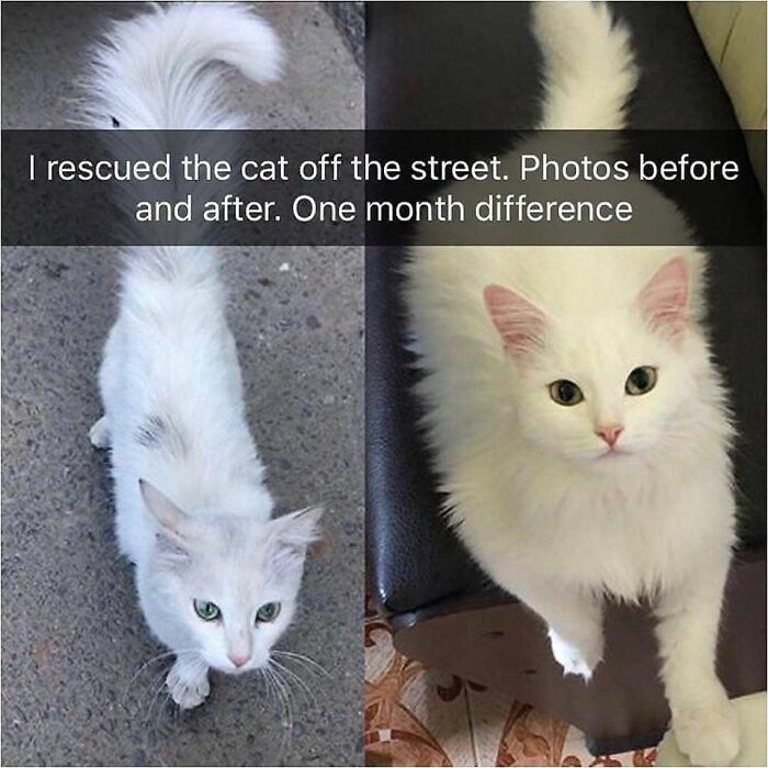 70 Funny Cat Memes Shared By This Page To Send Your Furry Friend And Lift Your Spirits