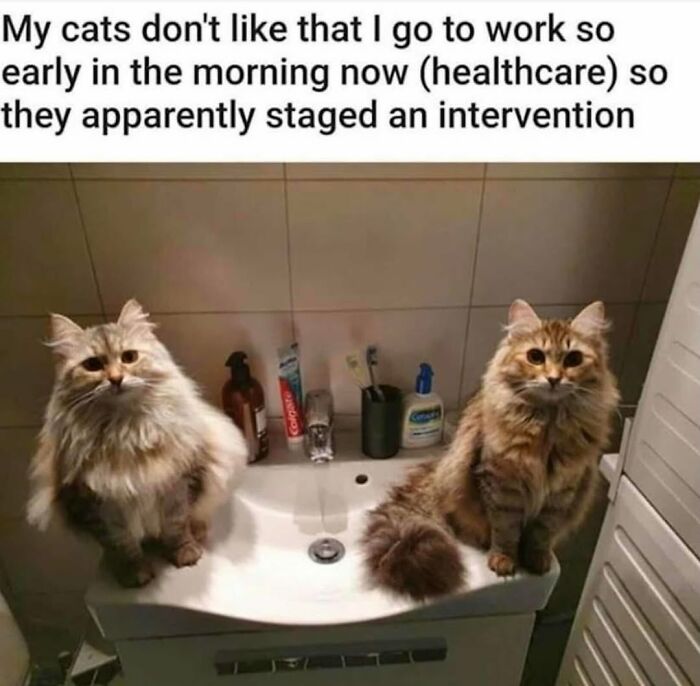 70 Funny Cat Memes Shared By This Page To Send Your Furry Friend And Lift Your Spirits