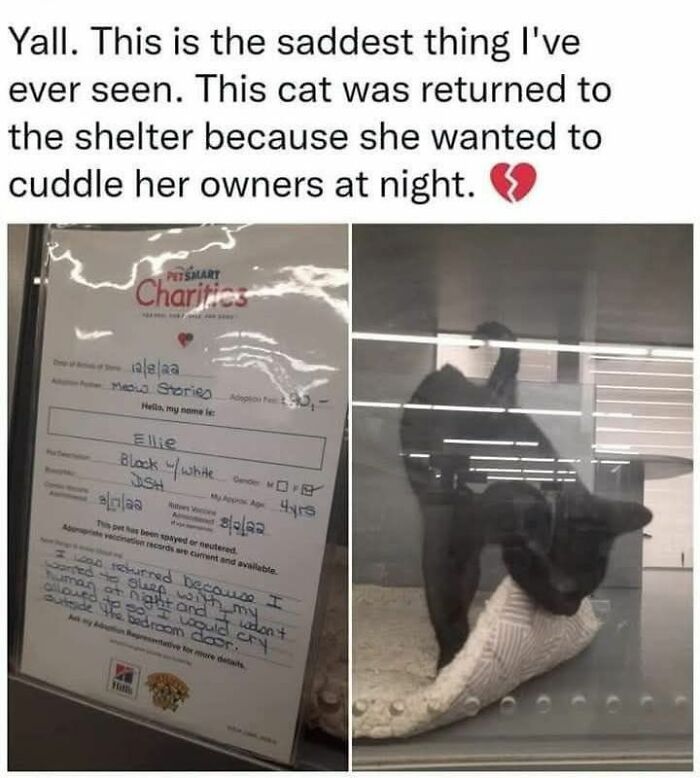70 Funny Cat Memes Shared By This Page To Send Your Furry Friend And Lift Your Spirits