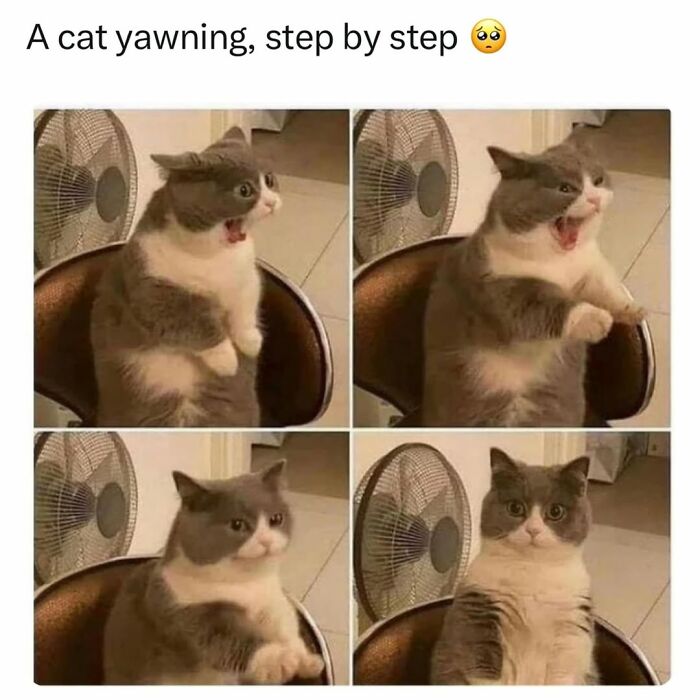 70 Funny Cat Memes Shared By This Page To Send Your Furry Friend And Lift Your Spirits