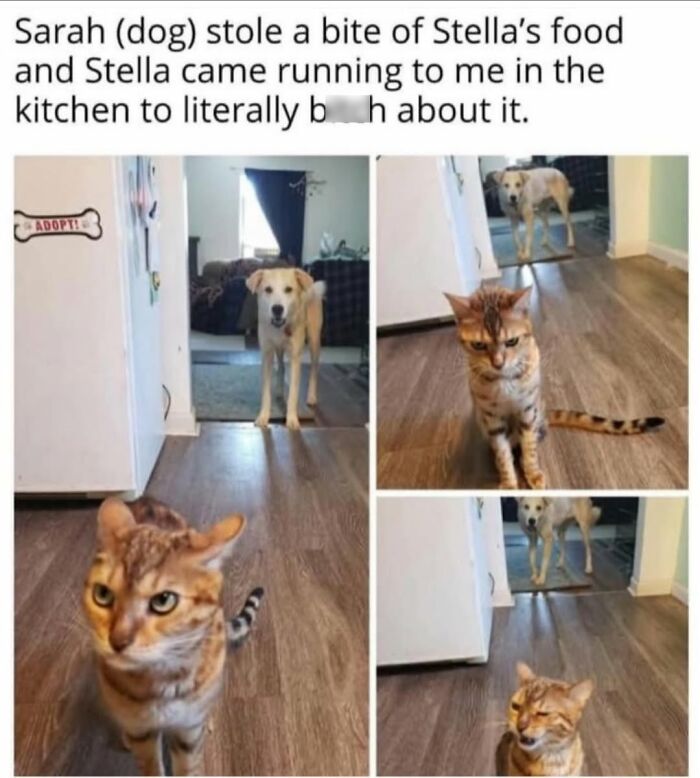 70 Funny Cat Memes Shared By This Page To Send Your Furry Friend And Lift Your Spirits