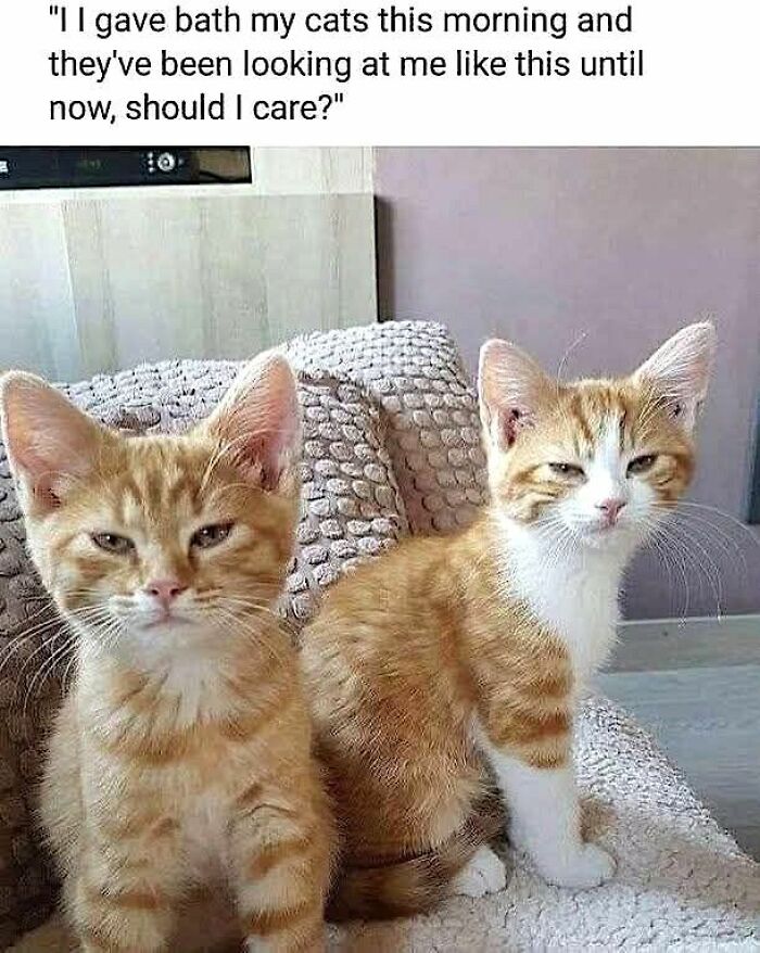 70 Funny Cat Memes Shared By This Page To Send Your Furry Friend And Lift Your Spirits