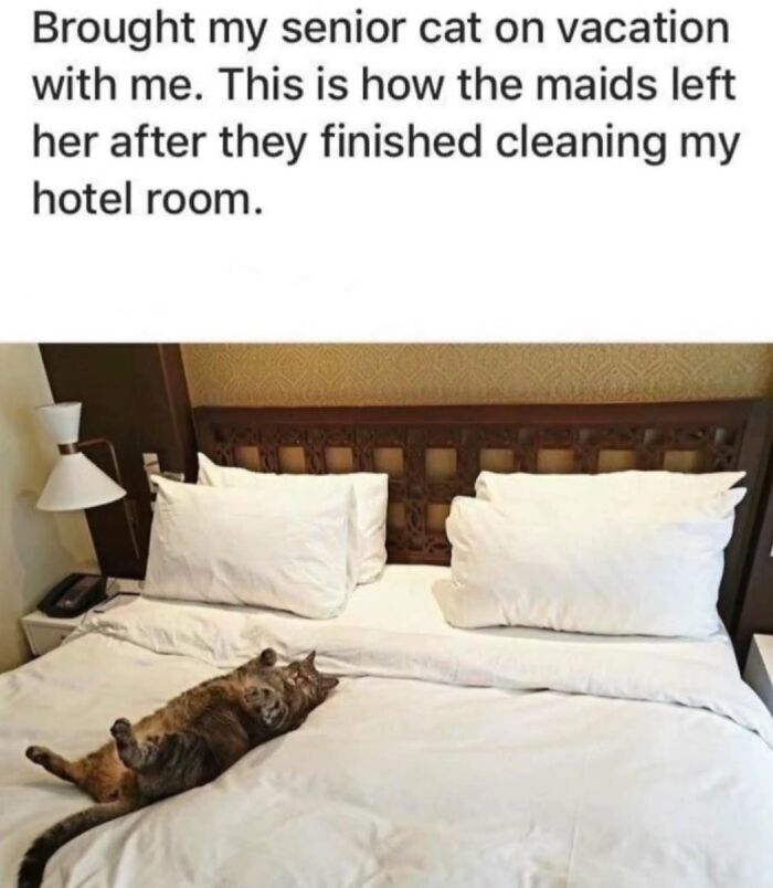 70 Funny Cat Memes Shared By This Page To Send Your Furry Friend And Lift Your Spirits