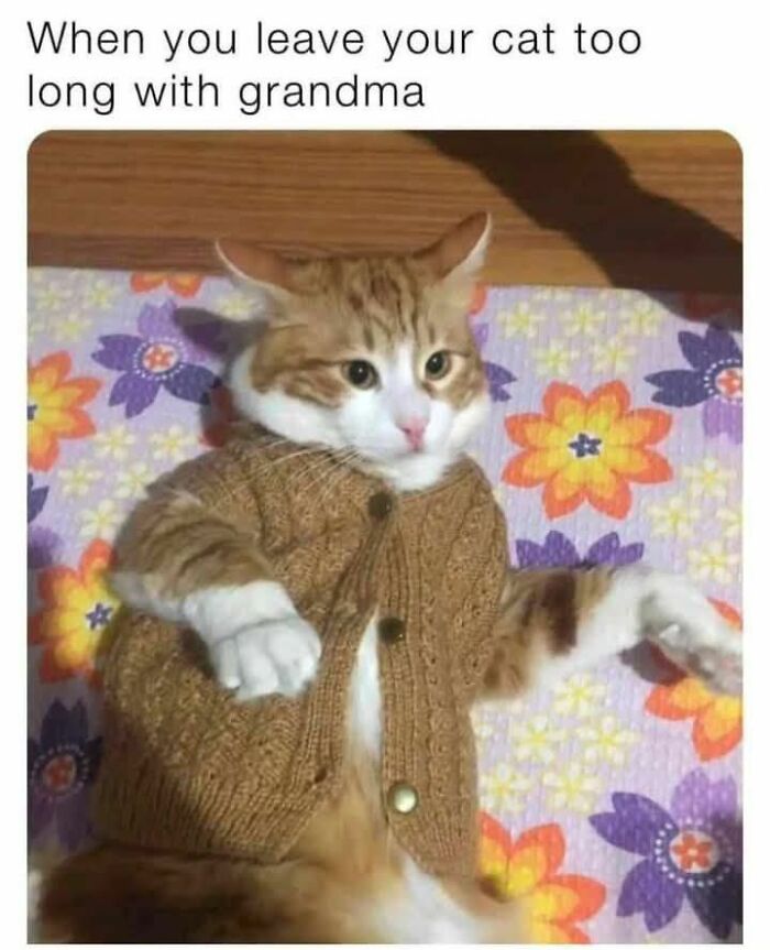 70 Funny Cat Memes Shared By This Page To Send Your Furry Friend And Lift Your Spirits