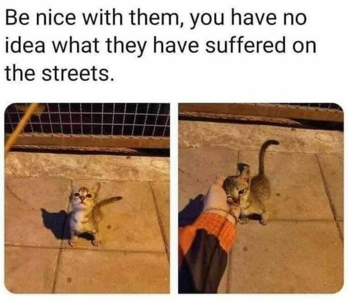 70 Funny Cat Memes Shared By This Page To Send Your Furry Friend And Lift Your Spirits