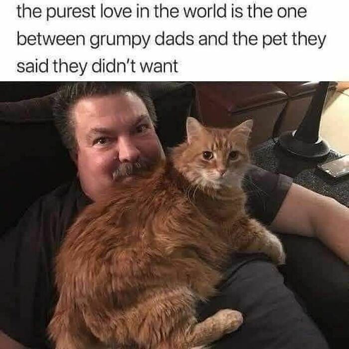 70 Funny Cat Memes Shared By This Page To Send Your Furry Friend And Lift Your Spirits