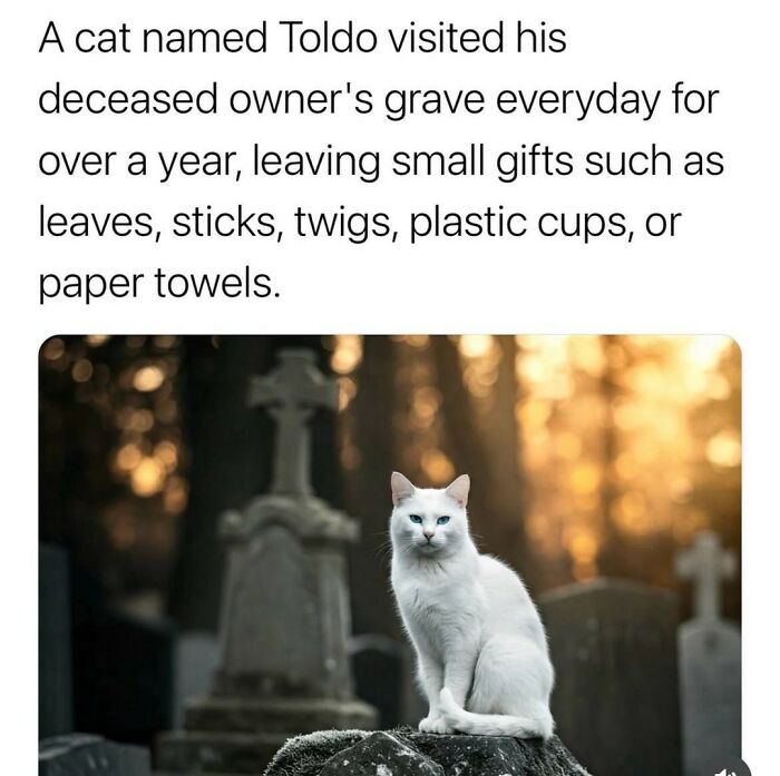 70 Funny Cat Memes Shared By This Page To Send Your Furry Friend And Lift Your Spirits