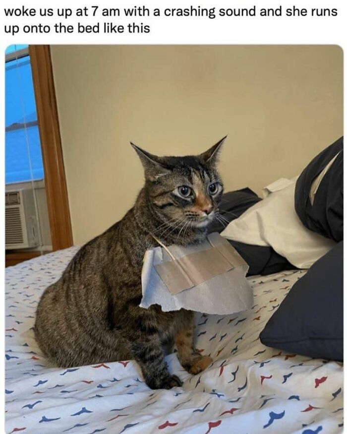70 Funny Cat Memes Shared By This Page To Send Your Furry Friend And Lift Your Spirits