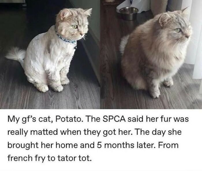 70 Funny Cat Memes Shared By This Page To Send Your Furry Friend And Lift Your Spirits