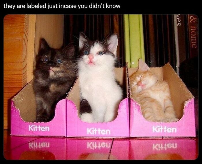 70 Funny Cat Memes Shared By This Page To Send Your Furry Friend And Lift Your Spirits