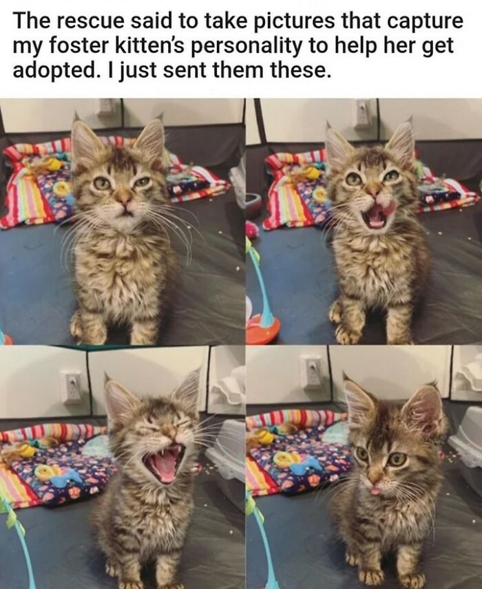 70 Funny Cat Memes Shared By This Page To Send Your Furry Friend And Lift Your Spirits