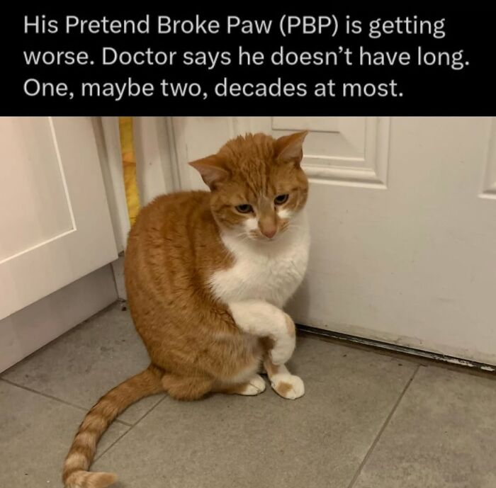 70 Funny Cat Memes Shared By This Page To Send Your Furry Friend And Lift Your Spirits