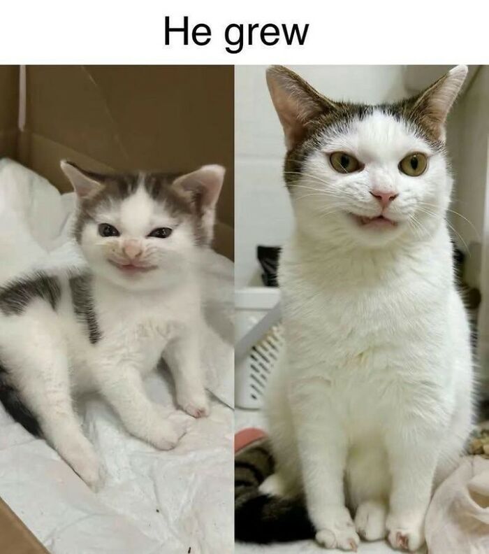 70 Funny Cat Memes Shared By This Page To Send Your Furry Friend And Lift Your Spirits
