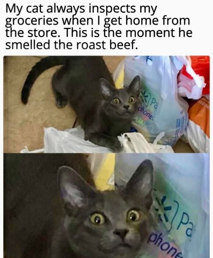 70 Funny Cat Memes Shared By This Page To Send Your Furry Friend And Lift Your Spirits