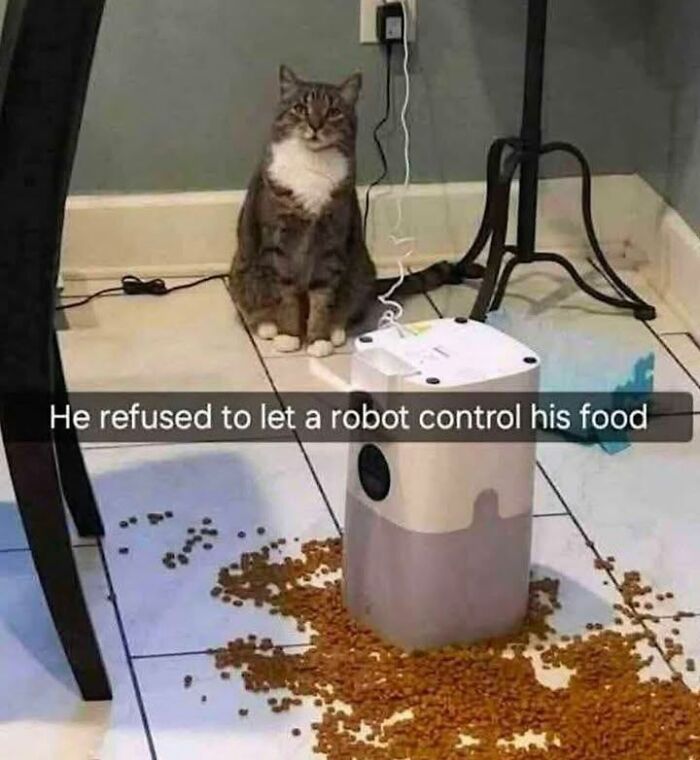 70 Funny Cat Memes Shared By This Page To Send Your Furry Friend And Lift Your Spirits