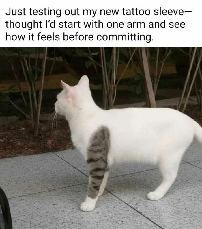 70 Funny Cat Memes Shared By This Page To Send Your Furry Friend And Lift Your Spirits
