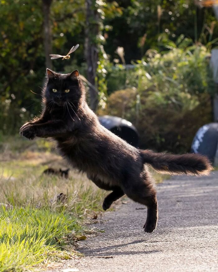 50 Best Photos Of Black Cats By Street Photographer Masayuki Oki