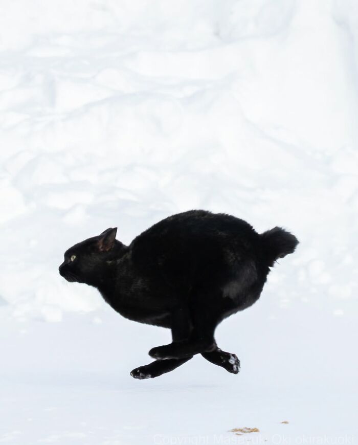 50 Best Photos Of Black Cats By Street Photographer Masayuki Oki