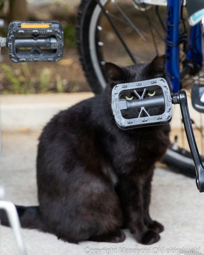 50 Best Photos Of Black Cats By Street Photographer Masayuki Oki