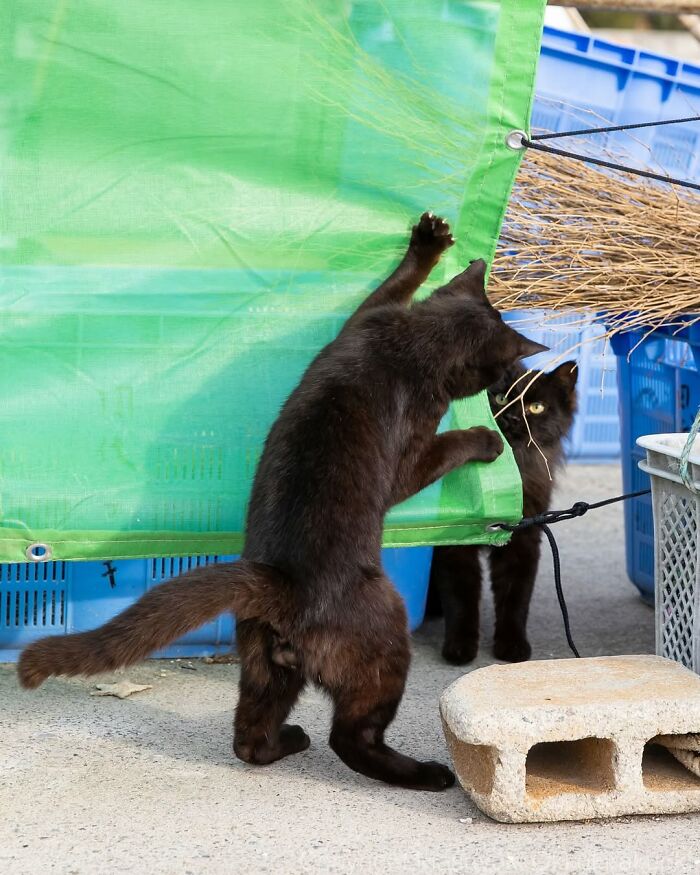 50 Best Photos Of Black Cats By Street Photographer Masayuki Oki