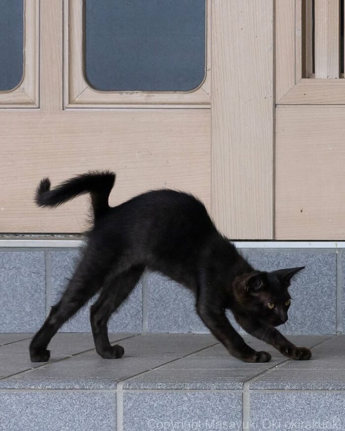 50 Best Photos Of Black Cats By Street Photographer Masayuki Oki