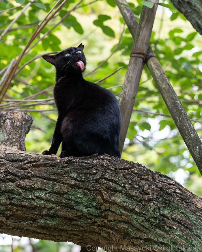 50 Best Photos Of Black Cats By Street Photographer Masayuki Oki
