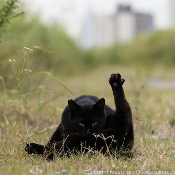 50 Best Photos Of Black Cats By Street Photographer Masayuki Oki