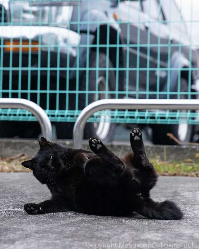 50 Best Photos Of Black Cats By Street Photographer Masayuki Oki