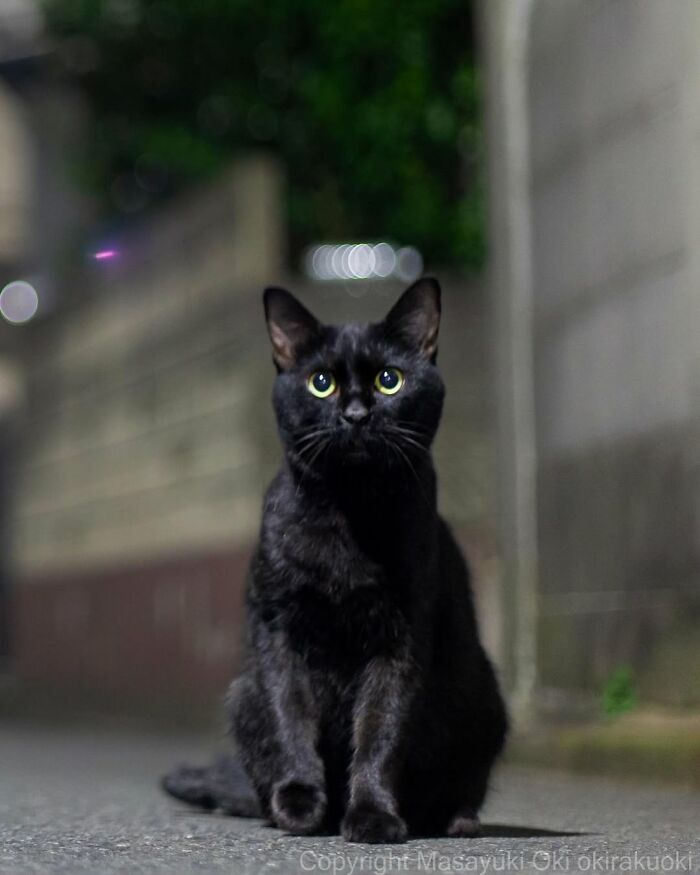 50 Best Photos Of Black Cats By Street Photographer Masayuki Oki