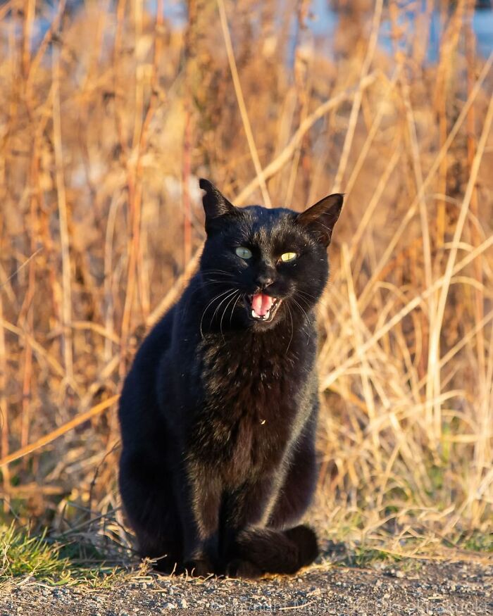 50 Best Photos Of Black Cats By Street Photographer Masayuki Oki