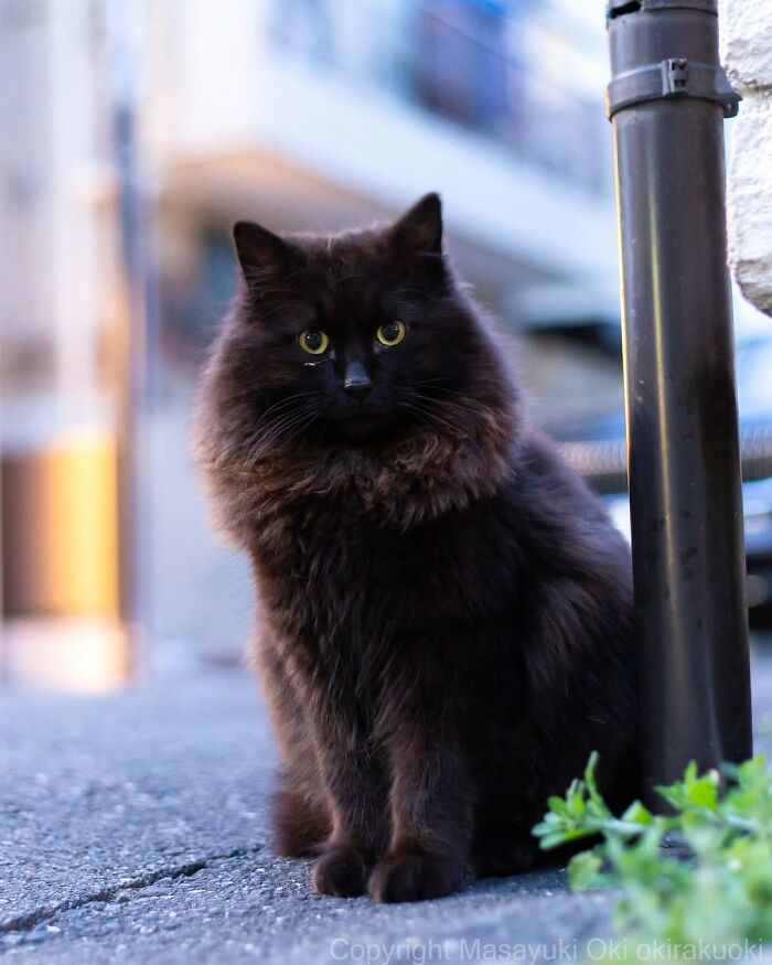 50 Best Photos Of Black Cats By Street Photographer Masayuki Oki