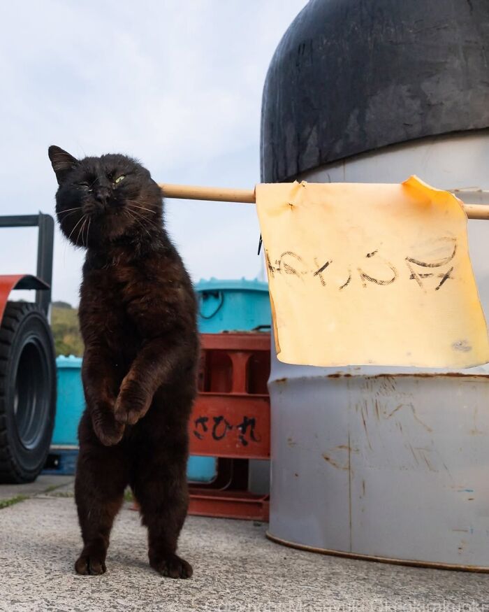 50 Best Photos Of Black Cats By Street Photographer Masayuki Oki