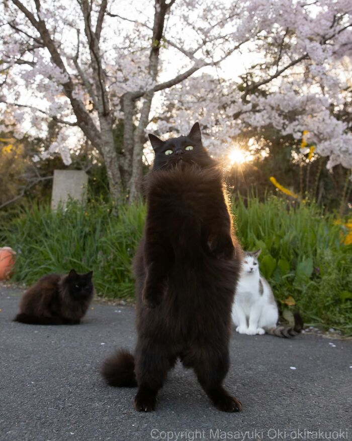 50 Best Photos Of Black Cats By Street Photographer Masayuki Oki