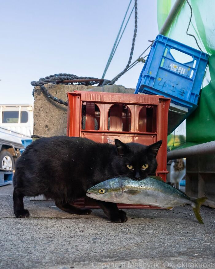 50 Best Photos Of Black Cats By Street Photographer Masayuki Oki