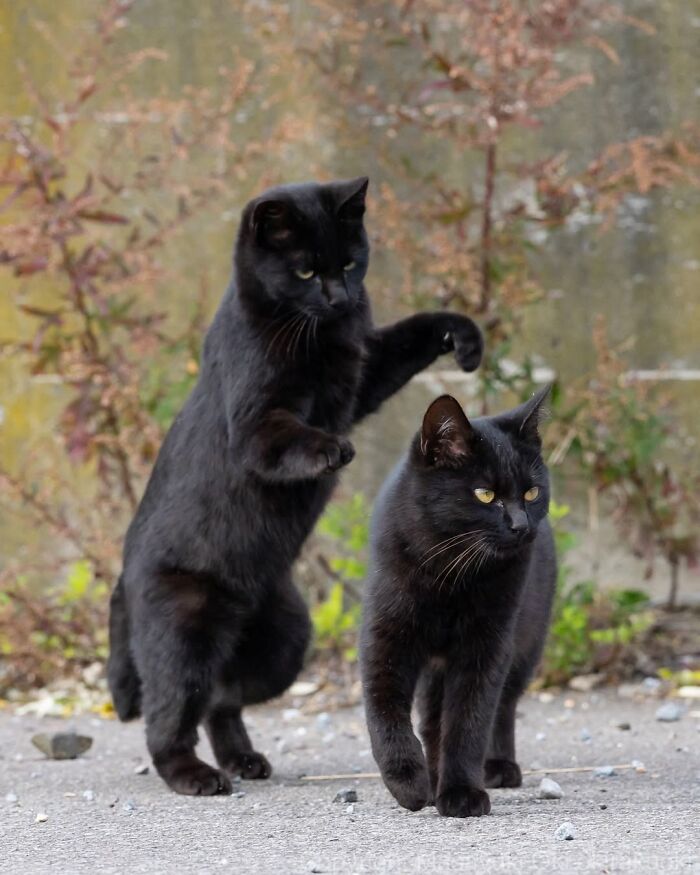 50 Best Photos Of Black Cats By Street Photographer Masayuki Oki