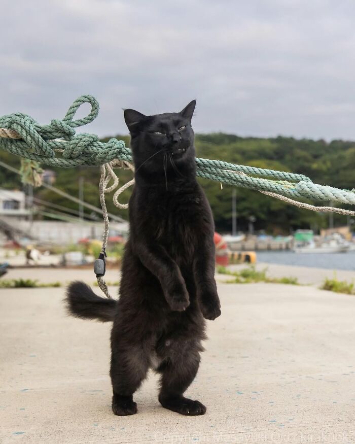50 Best Photos Of Black Cats By Street Photographer Masayuki Oki