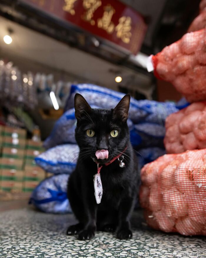 50 Best Photos Of Black Cats By Street Photographer Masayuki Oki