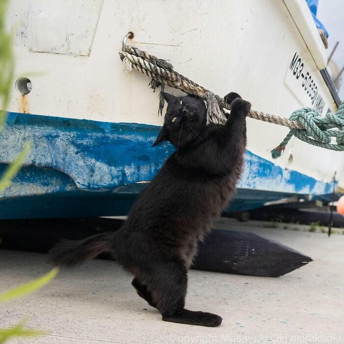 50 Best Photos Of Black Cats By Street Photographer Masayuki Oki